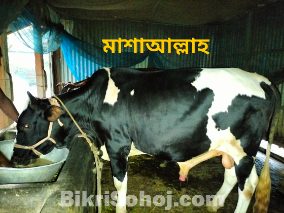কুরবানির ষাড় গরু